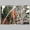 ASF-P-00341 UISVietnam 2004.jpg